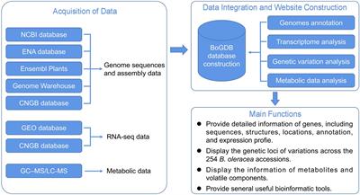 BoGDB: An integrative genomic database for Brassica oleracea L.